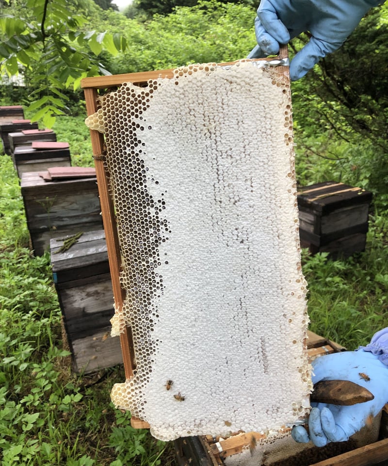 八百津のはちみつ ＊とち＊ 300g | 永田養蜂 STORE