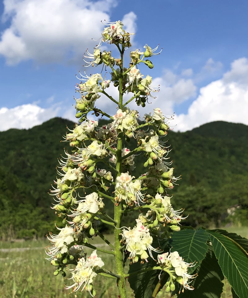 八百津のはちみつ ＊とち＊ 300g | 永田養蜂 STORE