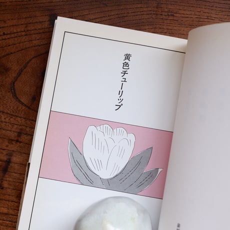 黄色チューリップ