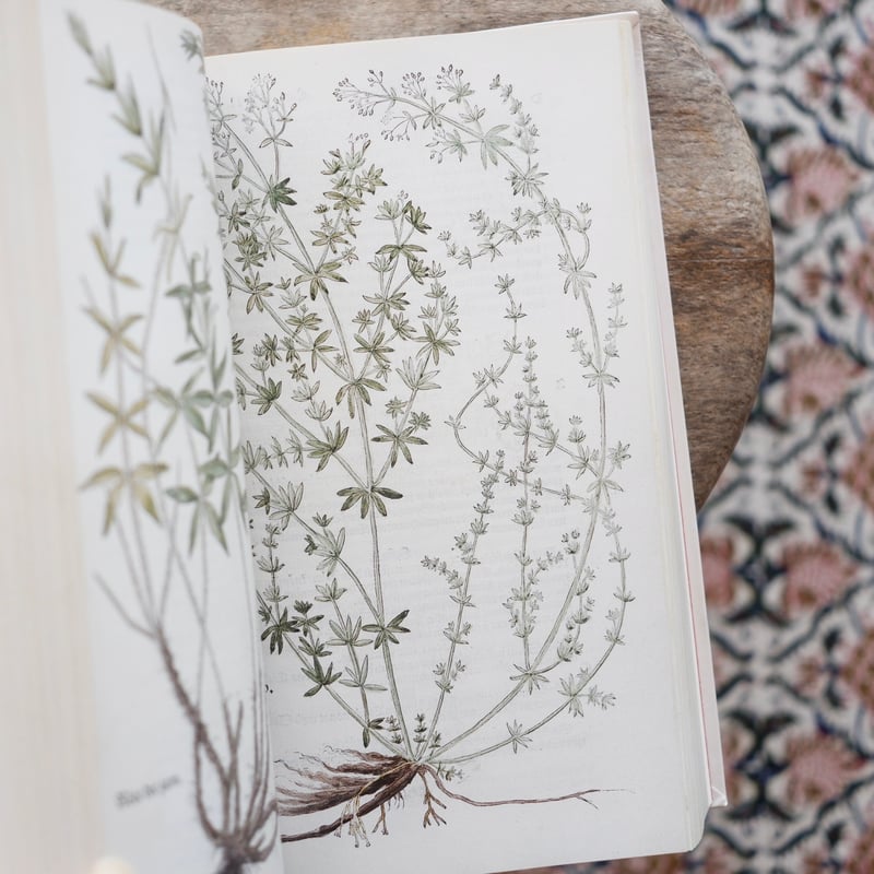 アート・デザイン・音楽 Leonhart Fuchs : The New Herbal of 1543 アート・デザイン・音楽 Leonhart Fuchs : The New Herbal of