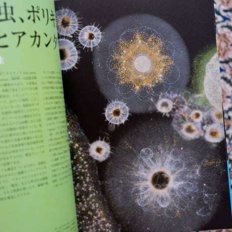 美しいプランクトンの世界：生命の起源と進化をめぐる