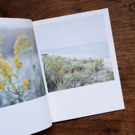 SOLIDAGO
