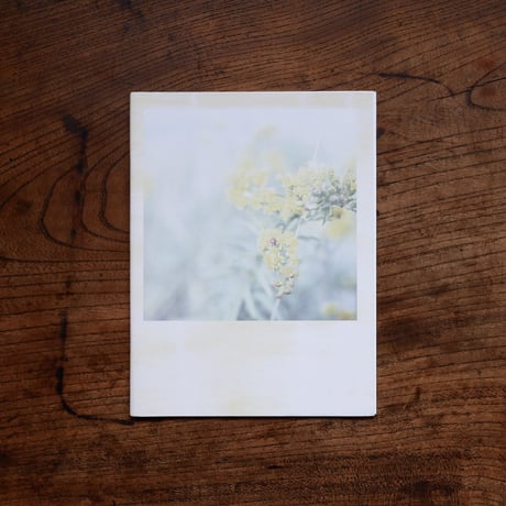 SOLIDAGO