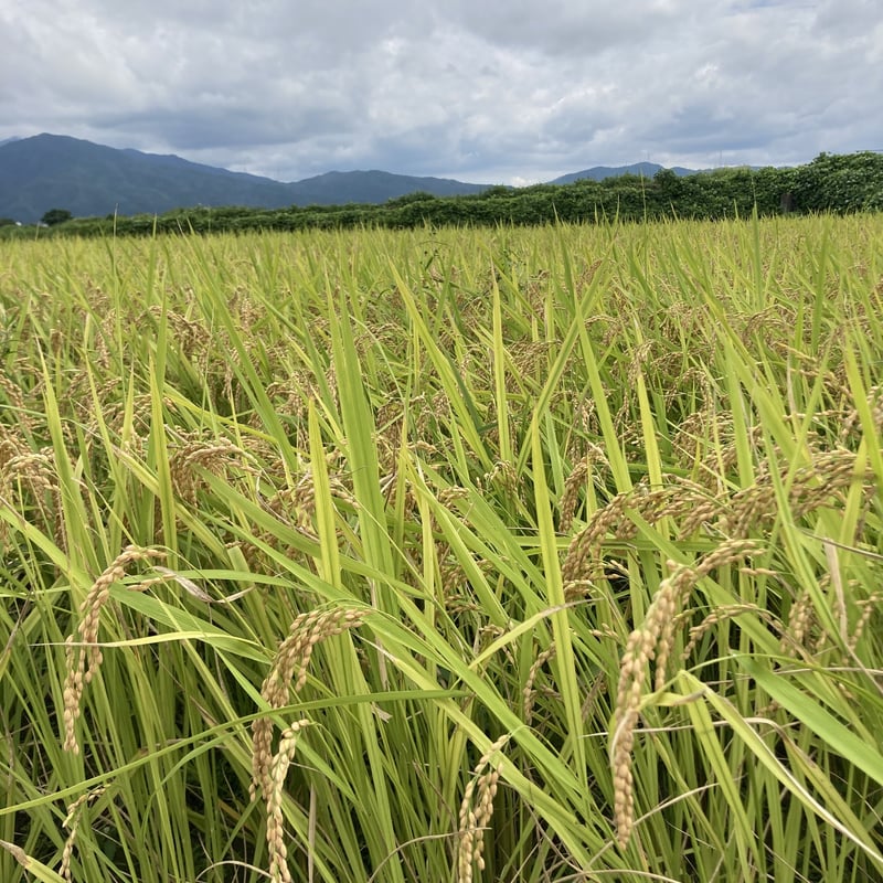完売【最高ランク特A評価】令和6年産京都丹波産キヌヒカリ10kg 完売【最高ランク特A評価】令和6年産京都丹波産キヌヒカリ10kg