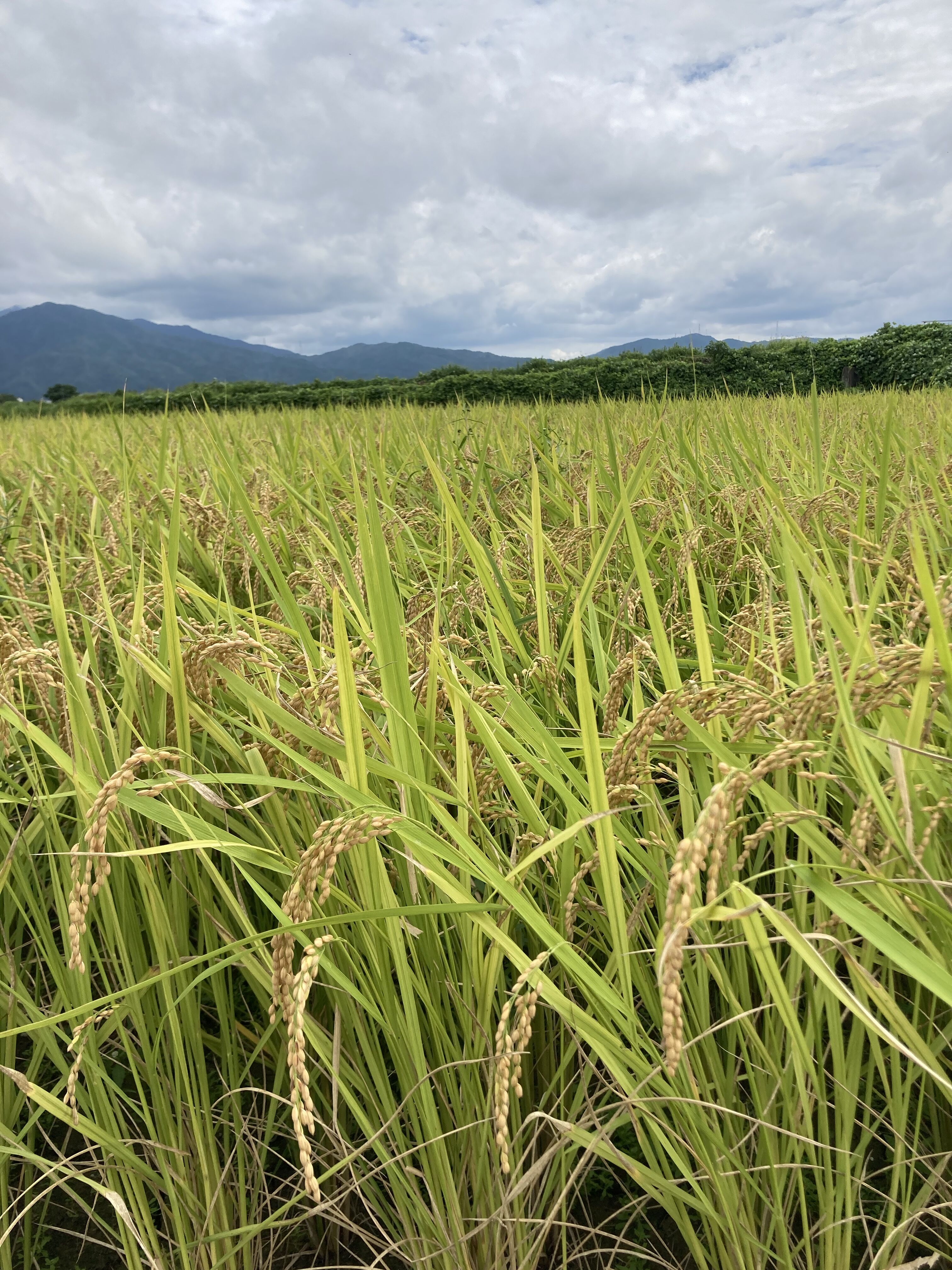 京都産きぬひかり】農家直送のお米｜最高ランク特A評価・新米｜令和7