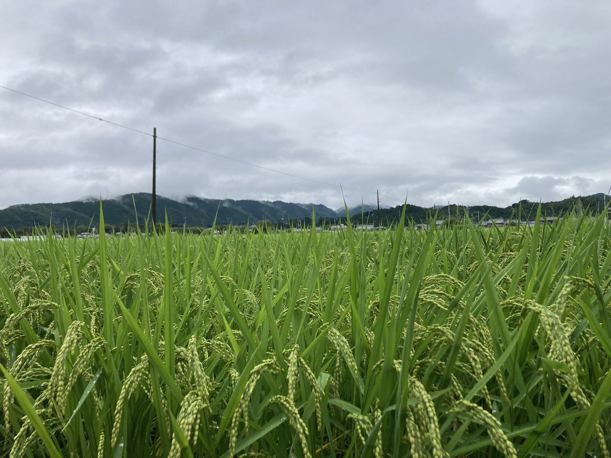 完売【最高ランク特A評価】令和6年産京都丹波産キヌヒカリ10kg 完売【最高ランク特A評価】令和6年産京都丹波産キヌヒカリ10kg
