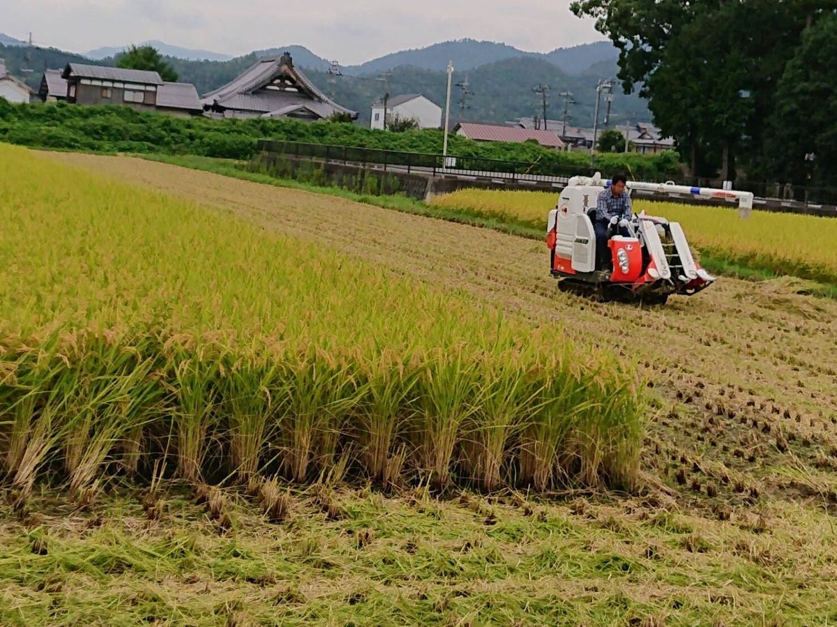 完売【最高ランク特A評価】令和6年産京都丹波産キヌヒカリ10kg 完売【最高ランク特A評価】令和6年産京都丹波産キヌヒカリ10kg