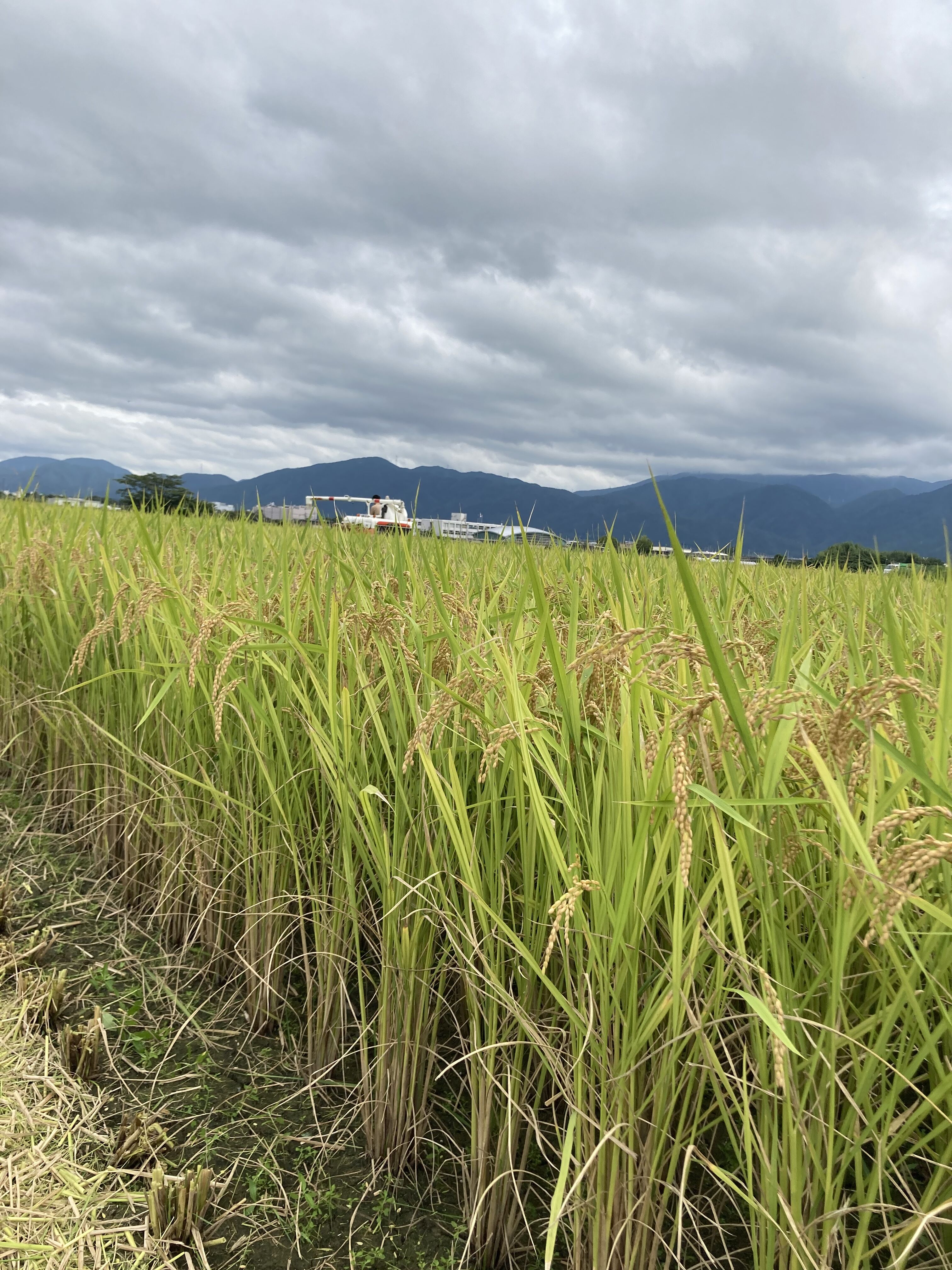 京都産きぬひかり】農家直送のお米｜最高ランク特A評価・新米｜令和7