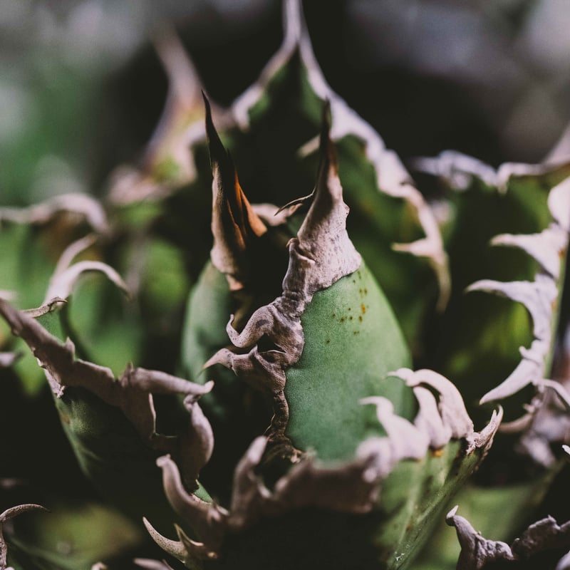 Agave Titanota 精品凱撒 Caesar | WH NURSERY