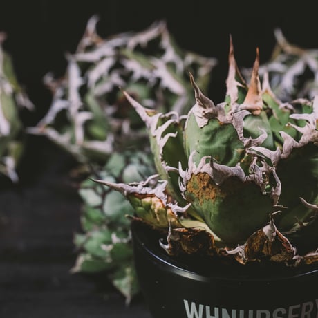 GOUJIN × BOTANIZE (C) botanize | STORES