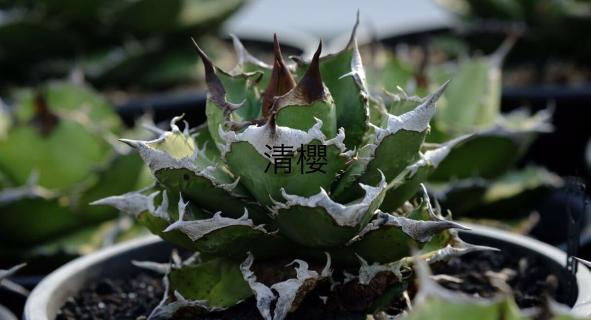 アガベ チタノタ 清櫻 (Agave Titanota Seo)