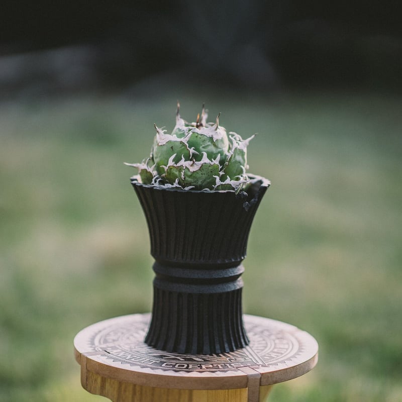 新品未使用】YTYF 鉢塊根植物アガベ