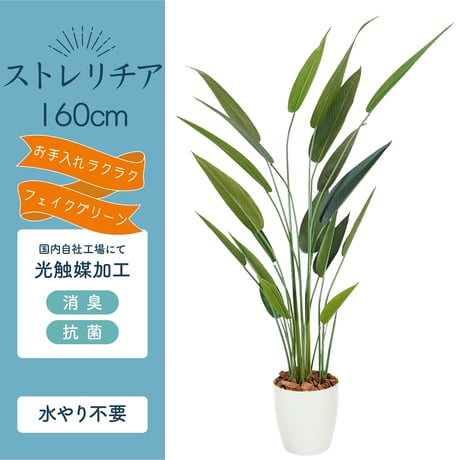 光触媒インテリアグリーン ストレリチア160cm 鉢付き 25136●光触媒インテリアグリーン ストレリチア160cm 鉢付き●エスエスケイ【取寄せ商品】