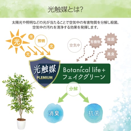 光触媒インテリアグリーン ベンジャミン150cm鉢付き 25125●光触媒インテリアグリーン ベンジャミン150cm鉢付き●エスエスケイ【取寄せ商品】