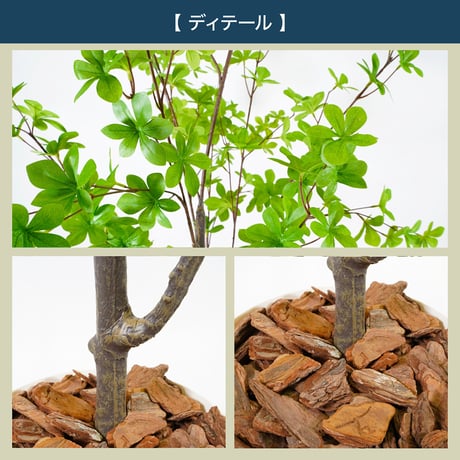 光触媒インテリアグリーン ドウダンツツジ160cm 鉢付き 25143●光触媒インテリアグリーン ドウダンツツジ160cm 鉢付き●エスエスケイ【取寄せ商品】