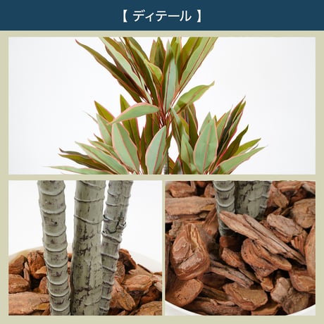 光触媒インテリアグリーン ドラセナ150cm 鉢付き 25130●光触媒インテリアグリーン ドラセナ150cm 鉢付き●エスエスケイ【取寄せ商品】