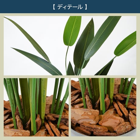 光触媒インテリアグリーン ストレリチア110cm 鉢付き 25135●光触媒インテリアグリーン ストレリチア110cm 鉢付き●エスエスケイ【取寄せ商品】