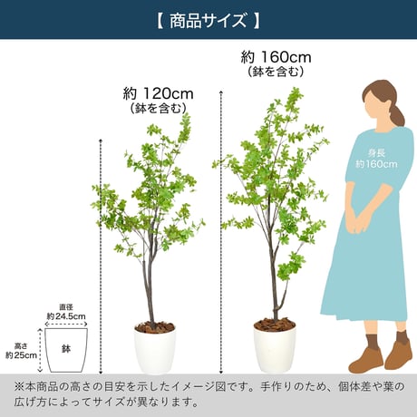 光触媒インテリアグリーン ドウダンツツジ160cm 鉢付き 25143●光触媒インテリアグリーン ドウダンツツジ160cm 鉢付き●エスエスケイ【取寄せ商品】