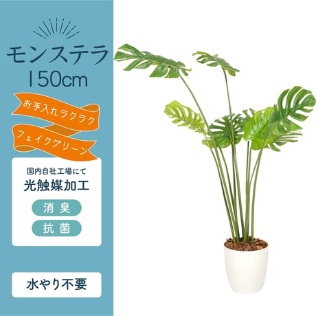 光触媒インテリアグリーン モンステラ150cm 鉢付き 23132●光触媒インテリアグリーン モンステラ150cm 鉢付き●エスエスケイ【取寄せ商品】