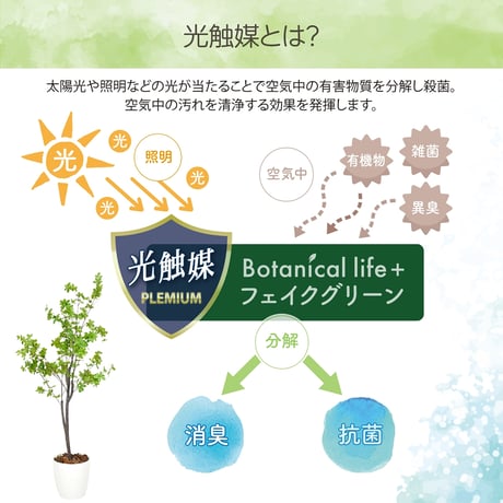 光触媒インテリアグリーン ドウダンツツジ120cm 鉢付き 25142●光触媒インテリアグリーン ドウダンツツジ120cm 鉢付き●エスエスケイ【取寄せ商品】