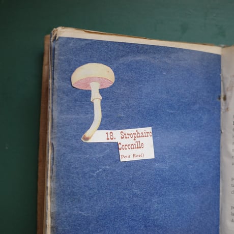 A notebook for mushroom lovers