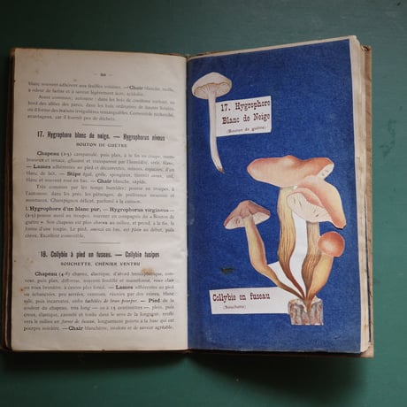 A notebook for mushroom lovers