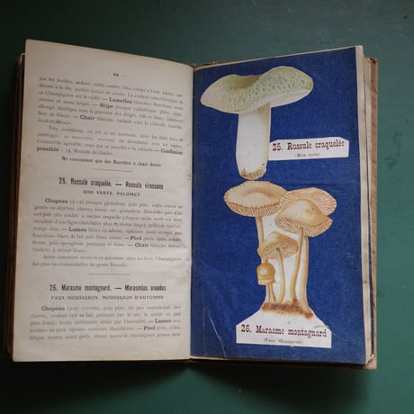 A notebook for mushroom lovers