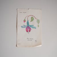 A picture of FUCHSIA drawn by someone