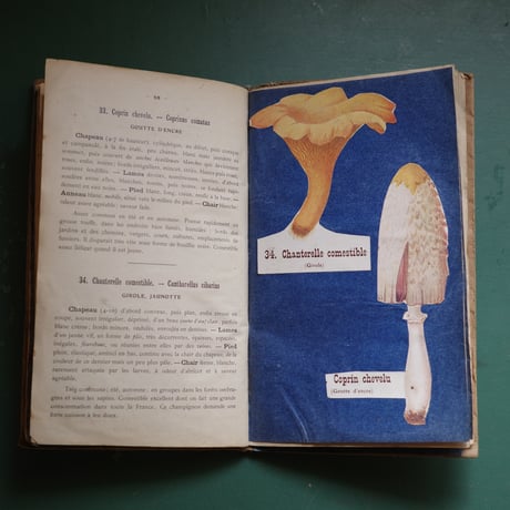 A notebook for mushroom lovers