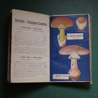 A notebook for mushroom lovers