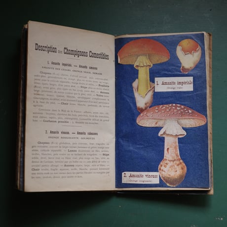 A notebook for mushroom lovers