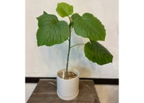 フィカス・ウンベラータ（5号鉢）