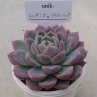24.エレガンス×コロラータアテマハック