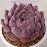 37.Lapaz×リンゼアナ