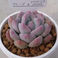 1.フレーヌ×チワワエンシスyecora