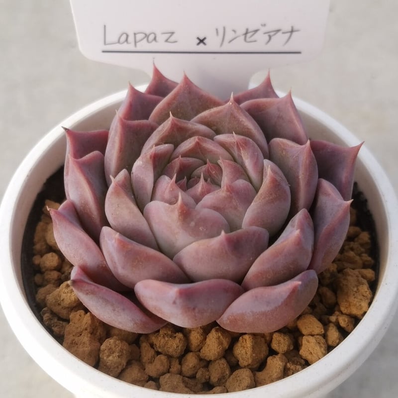 14.LaPaz×リンゼアナ | unib.(ユニべ) 14.LaPaz×リンゼアナ | unib.(ユニべ)