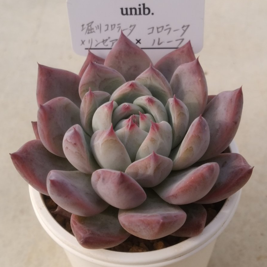 専用 【リンゼアナ実生】堀川カクタスさん札付き ポットごと メルカリ