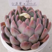 19.白蓮華×堀川コロラータ