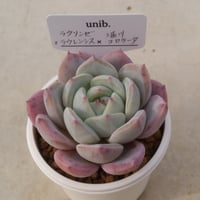 12.（ラウリンゼ×ラウレンシス）×堀川コロラータ