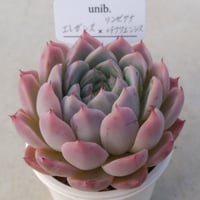16.エレガンス×（リンゼアナ×チワワエンシス）
