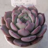 33.（ラウリンゼ×ラウレンシス）×堀川コロラータ
