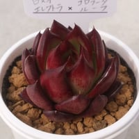 7.ロメオエレクトラ×コロラータルーフ