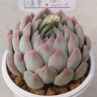 30.白蓮華×堀川コロラータ