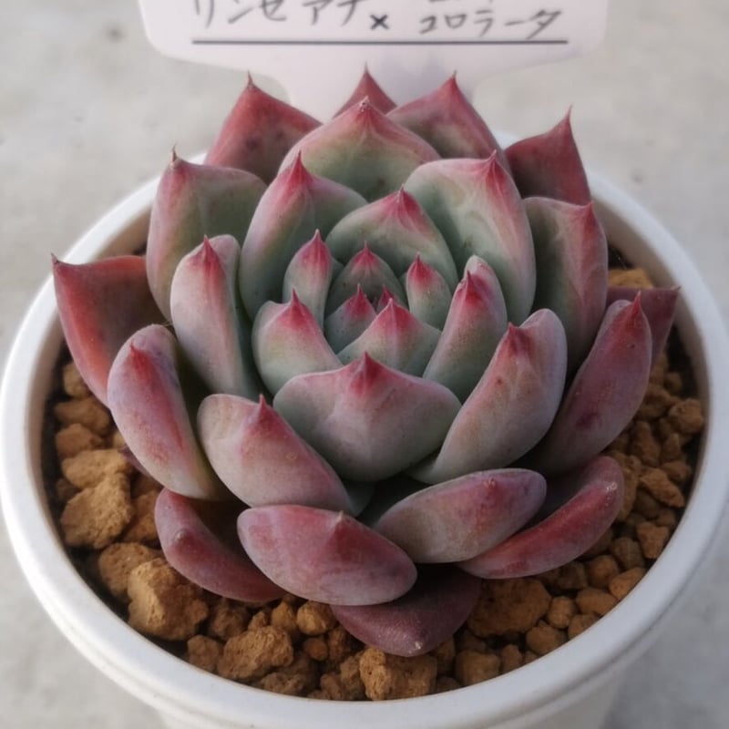 SSSさん苗コロラータ(堀川)×中里リンゼアナ札付きポットごとメルカリ便 SSSさん苗 コロラータ(堀川)×中里リンゼアナ札付きポットごと