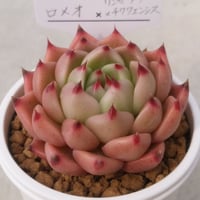 12.ロメオ×（リンゼアナ×チワワエンシス）