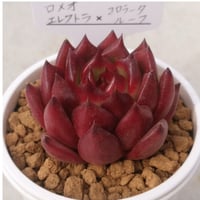 35.ロメオエレクトラ×コロラータルーフ