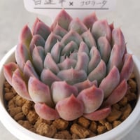 23.白蓮華×堀川コロラータ