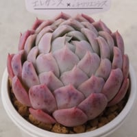 17.エレガンス×（リンゼアナ×チワワエンシス）