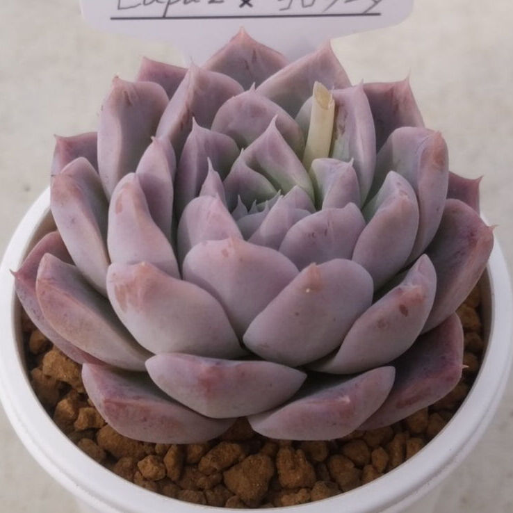 希少❤️堀川コロラータ✨no3 希少❤️堀川コロラータ✨no3 【公式通販】