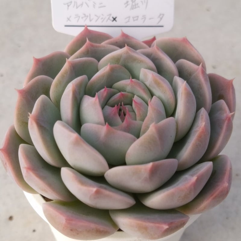 山堀りコロラータ なけれ 特選実生苗 